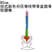 彩色自然大脊椎带骨盆模型 80cm  彩色自然大脊椎带骨盆模型 80cm
