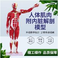 80cm人体肌肉模型 27件套装  80cm人体肌肉模型 27件套装