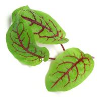 植物拓染花卉材料 【酸模叶】新鲜 约40片/盒  植物拓染花卉材料 【酸模叶】新鲜 约40片/盒