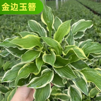 金边玉簪 1盆  金边玉簪 1盆