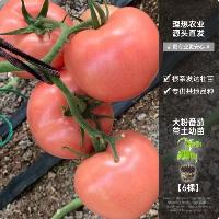 大粉番茄苗 6棵  大粉番茄苗 6棵