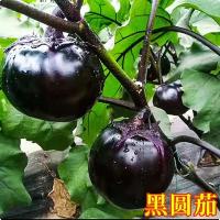 黑圆茄子苗 10棵  黑圆茄子苗 10棵
