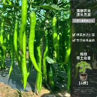 线椒苗 6棵  线椒苗 6棵