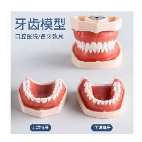 备牙模型牙科口腔材料模具 32牙备牙模型  备牙模型牙科口腔材料模具 32牙备牙模型
